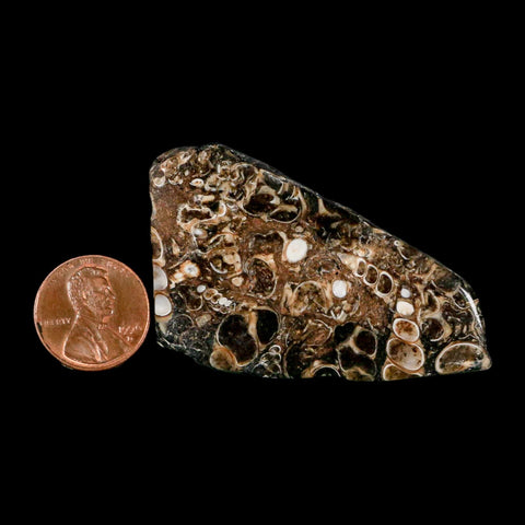 2.1" Polished Cut Slab Of Fossil Turritella Shells Eocene Age Wyoming Gastropod Shells - Fossil Age Minerals