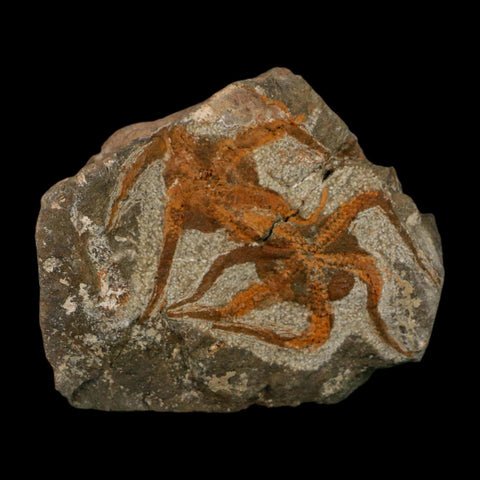 2 Two Brittlestar Ophiura Sp Starfish Fossil Ordovician Age Morocco COA - Fossil Age Minerals