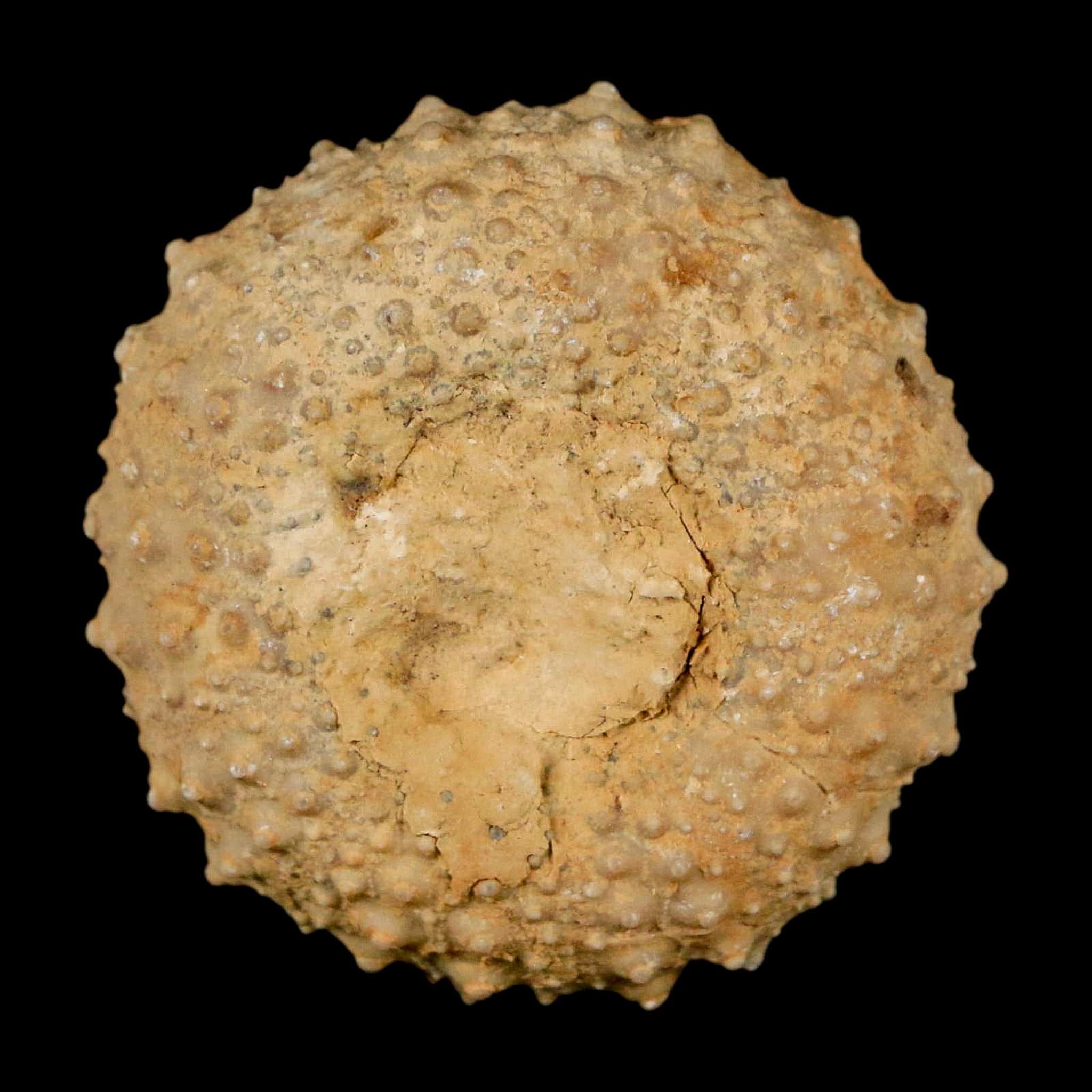 34MM Detailed Fossil Tetragramma Marticense Sea Urchin Echinoid Cretaceous - Fossil Age Minerals