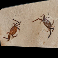 Pinnixa Galliheri Crab Collection