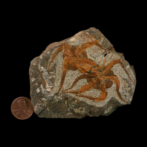 2 Two Brittlestar Ophiura Sp Starfish Fossil Ordovician Age Morocco COA - Fossil Age Minerals