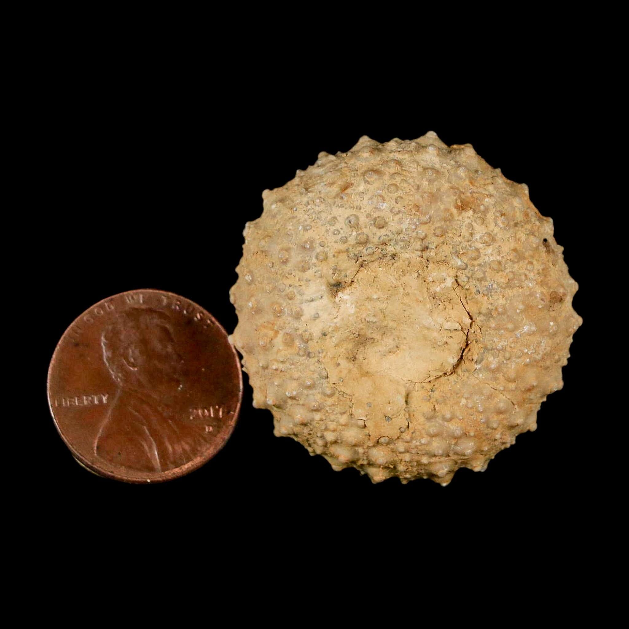 34MM Detailed Fossil Tetragramma Marticense Sea Urchin Echinoid Cretaceous - Fossil Age Minerals