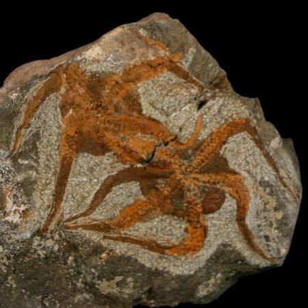 2 Two  Brittlestar Ophiura Sp Starfish Fossil Ordovician Age Morocco COA