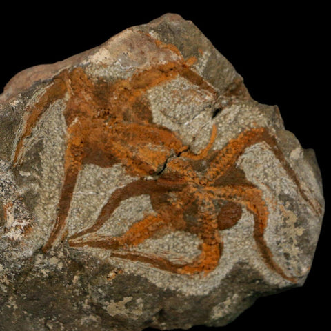 2 Two Brittlestar Ophiura Sp Starfish Fossil Ordovician Age Morocco COA - Fossil Age Minerals