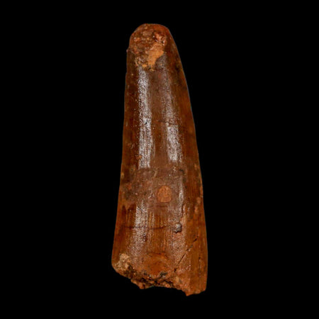 1.9" Spinosaurus Fossil Tooth 100 Million Years Old Cretaceous Dinosaur COA Stand