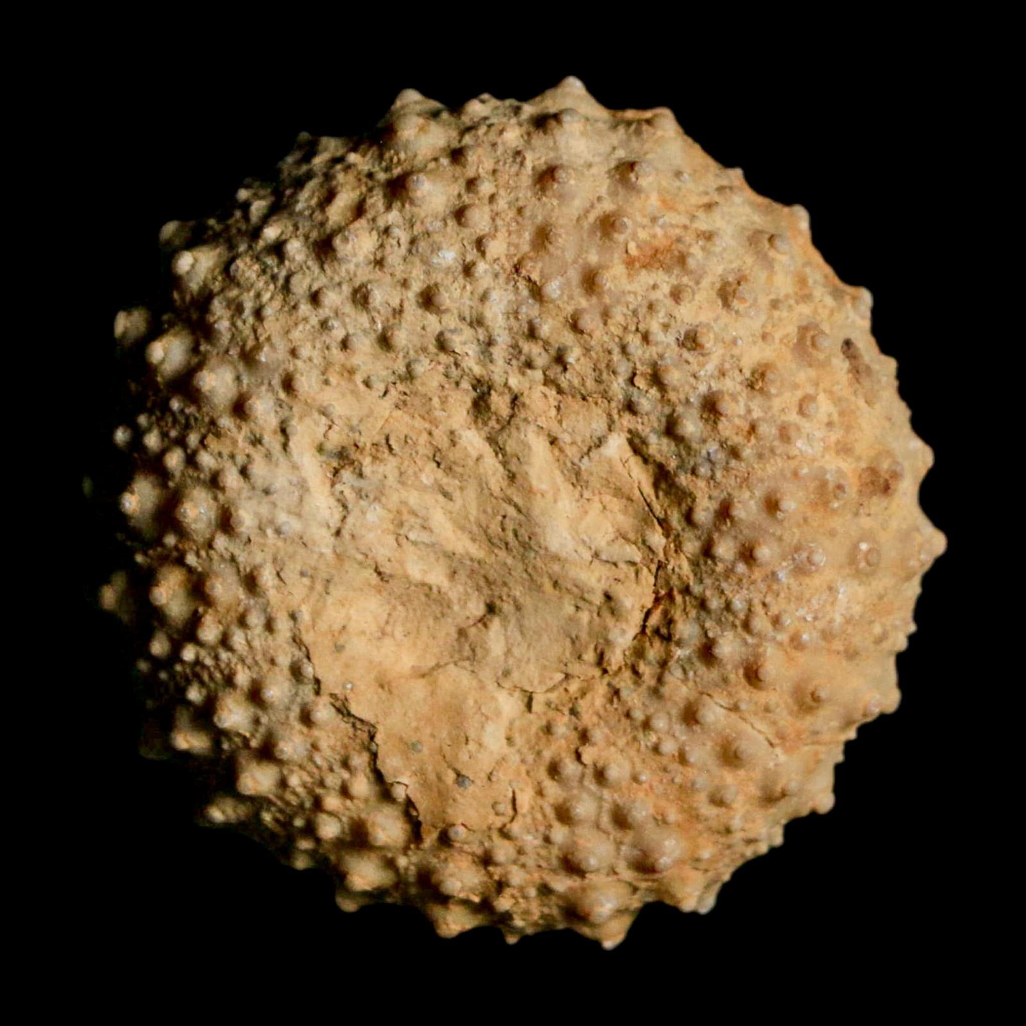 34MM Detailed Fossil Tetragramma Marticense Sea Urchin Echinoid Cretaceous - Fossil Age Minerals