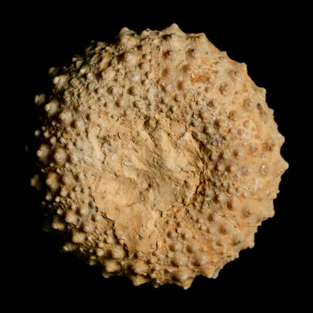 34MM Detailed Fossil Tetragramma Marticense Sea Urchin Echinoid Cretaceous