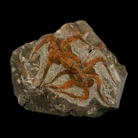 2 Two Brittlestar Ophiura Sp Starfish Fossil Ordovician Age Morocco COA - Fossil Age Minerals