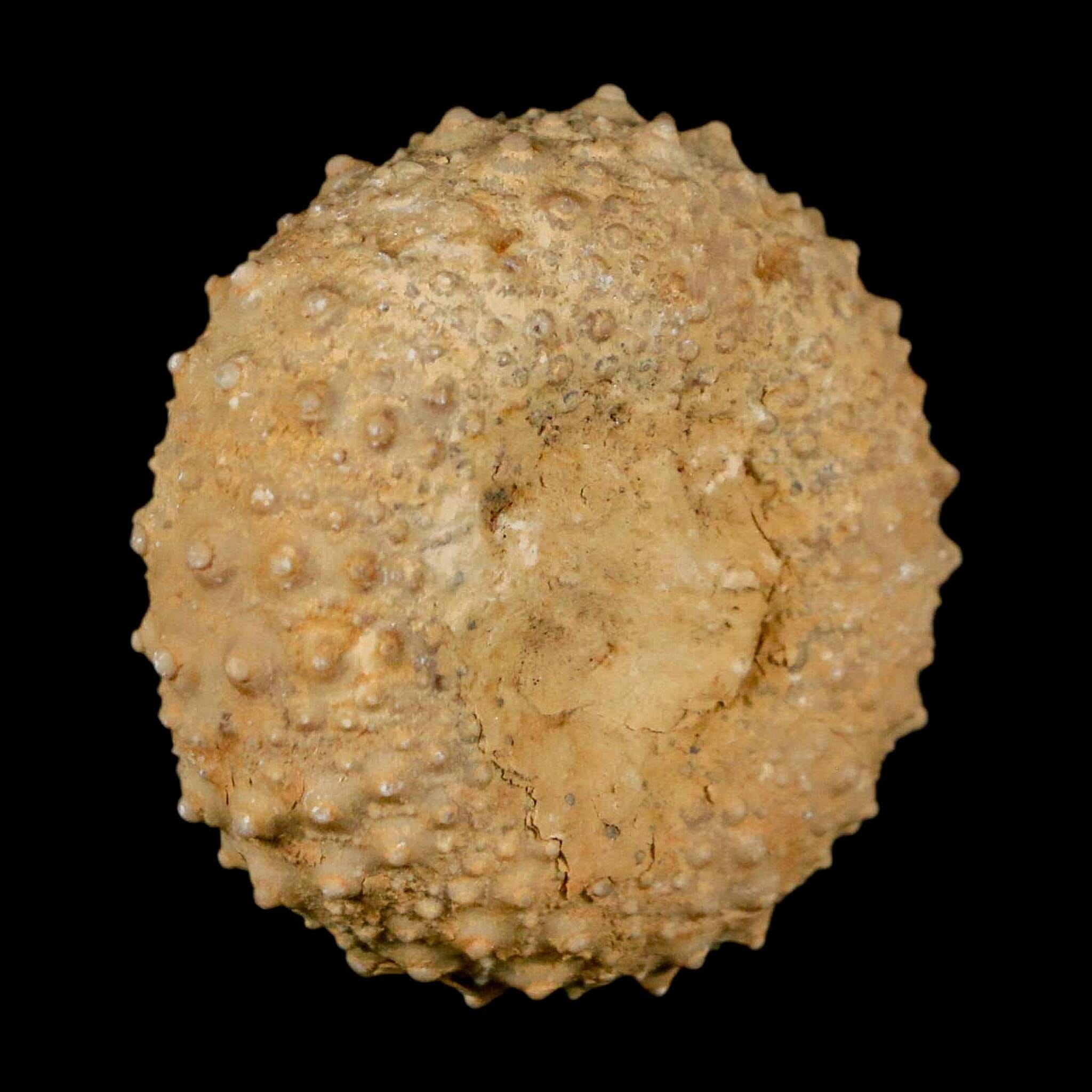 34MM Detailed Fossil Tetragramma Marticense Sea Urchin Echinoid Cretaceous - Fossil Age Minerals