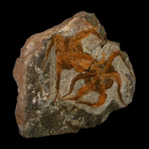 2 Two Brittlestar Ophiura Sp Starfish Fossil Ordovician Age Morocco COA - Fossil Age Minerals