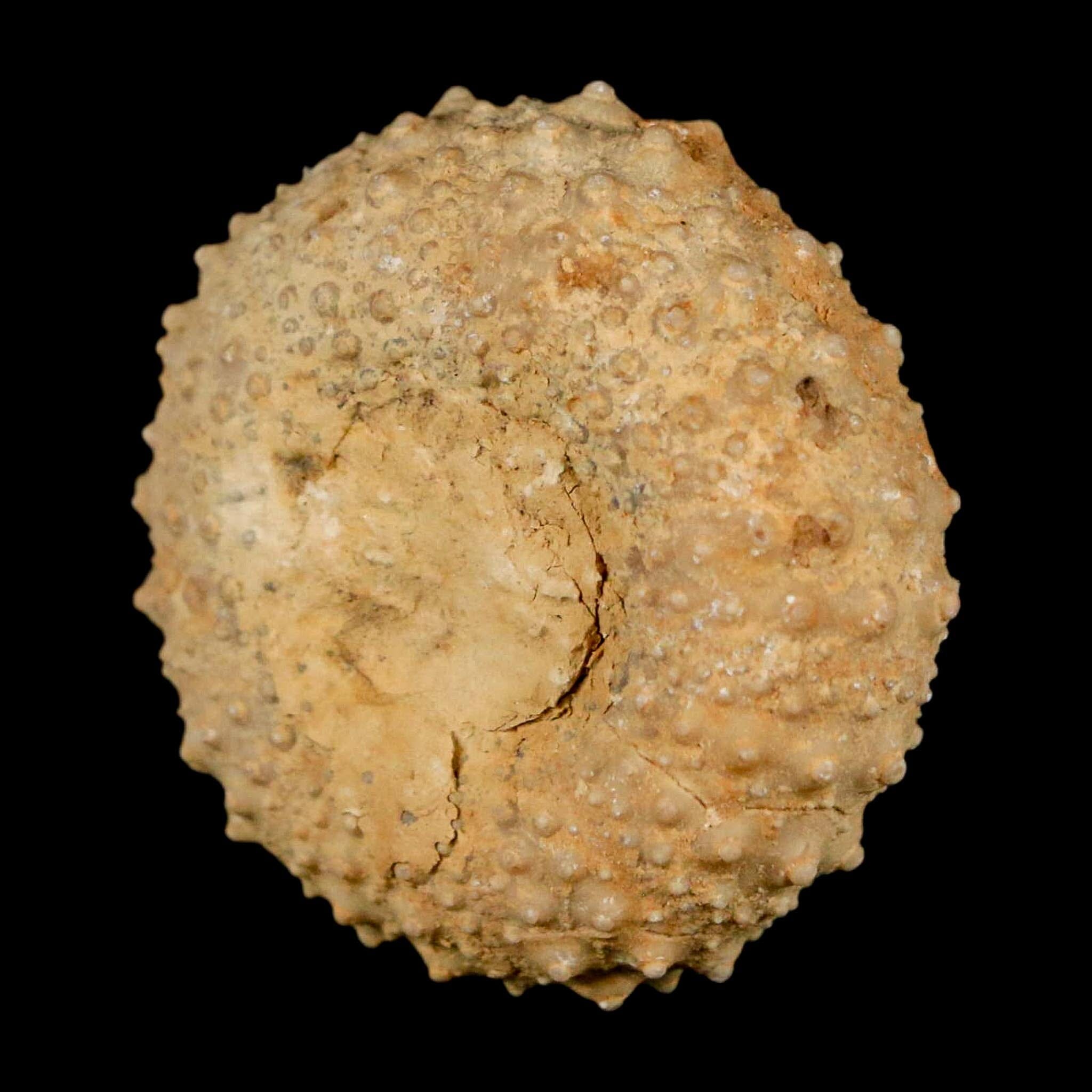 34MM Detailed Fossil Tetragramma Marticense Sea Urchin Echinoid Cretaceous - Fossil Age Minerals
