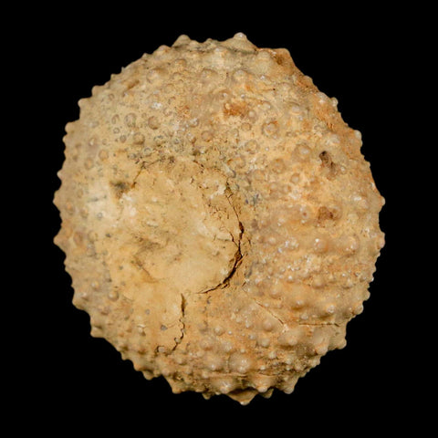 34MM Detailed Fossil Tetragramma Marticense Sea Urchin Echinoid Cretaceous