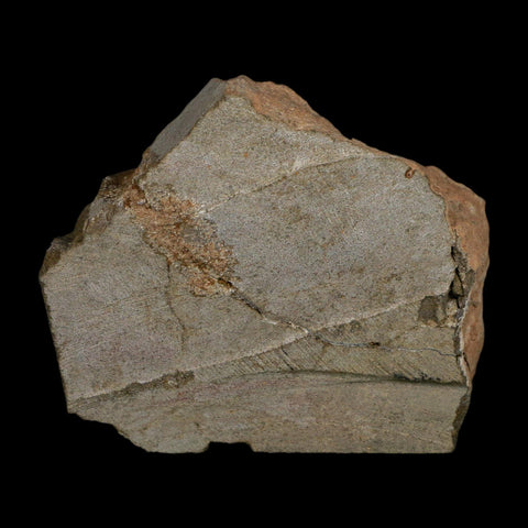 2 Two Brittlestar Ophiura Sp Starfish Fossil Ordovician Age Morocco COA - Fossil Age Minerals