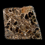 1.8" Polished Cut Slab Of Fossil Turritella Shells Eocene Age Wyoming Gastropod Shells
