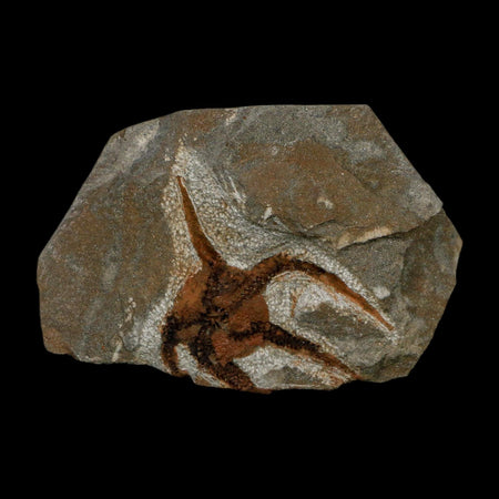 1.8" Brittlestar Ophiura Sp Starfish Fossil Ordovician Age Morocco COA