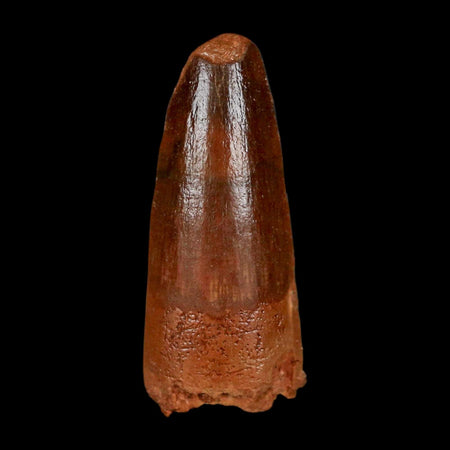 1.4" Spinosaurus Fossil Tooth 100 Million Years Old Cretaceous Dinosaur COA Stand