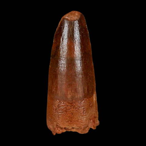 1.4" Spinosaurus Fossil Tooth 100 Million Years Old Cretaceous Dinosaur COA Stand - Fossil Age Minerals
