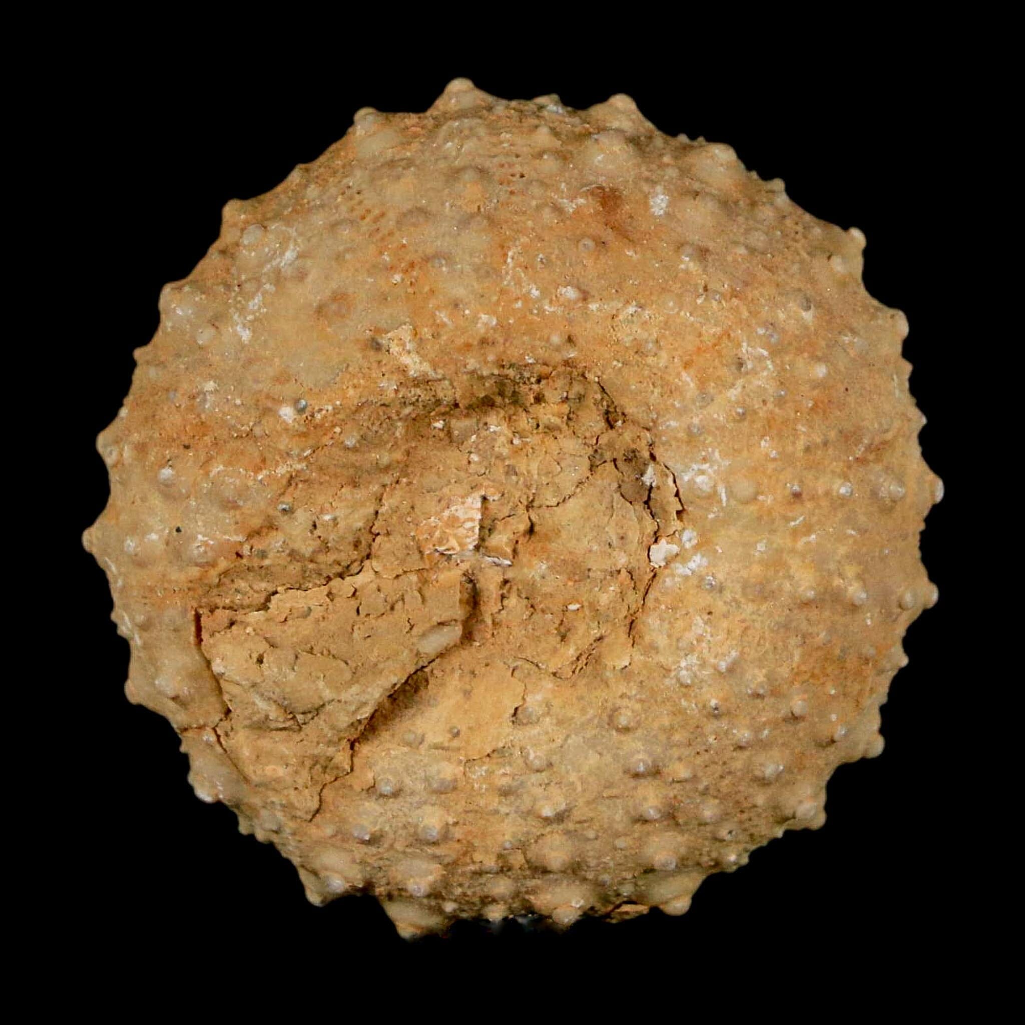 34MM Detailed Fossil Tetragramma Marticense Sea Urchin Echinoid Cretaceous - Fossil Age Minerals