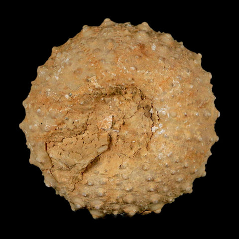 34MM Detailed Fossil Tetragramma Marticense Sea Urchin Echinoid Cretaceous