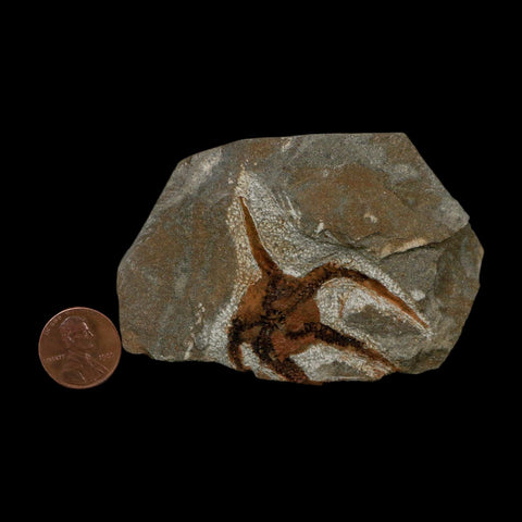 1.8" Brittlestar Ophiura Sp Starfish Fossil Ordovician Age Morocco COA - Fossil Age Minerals