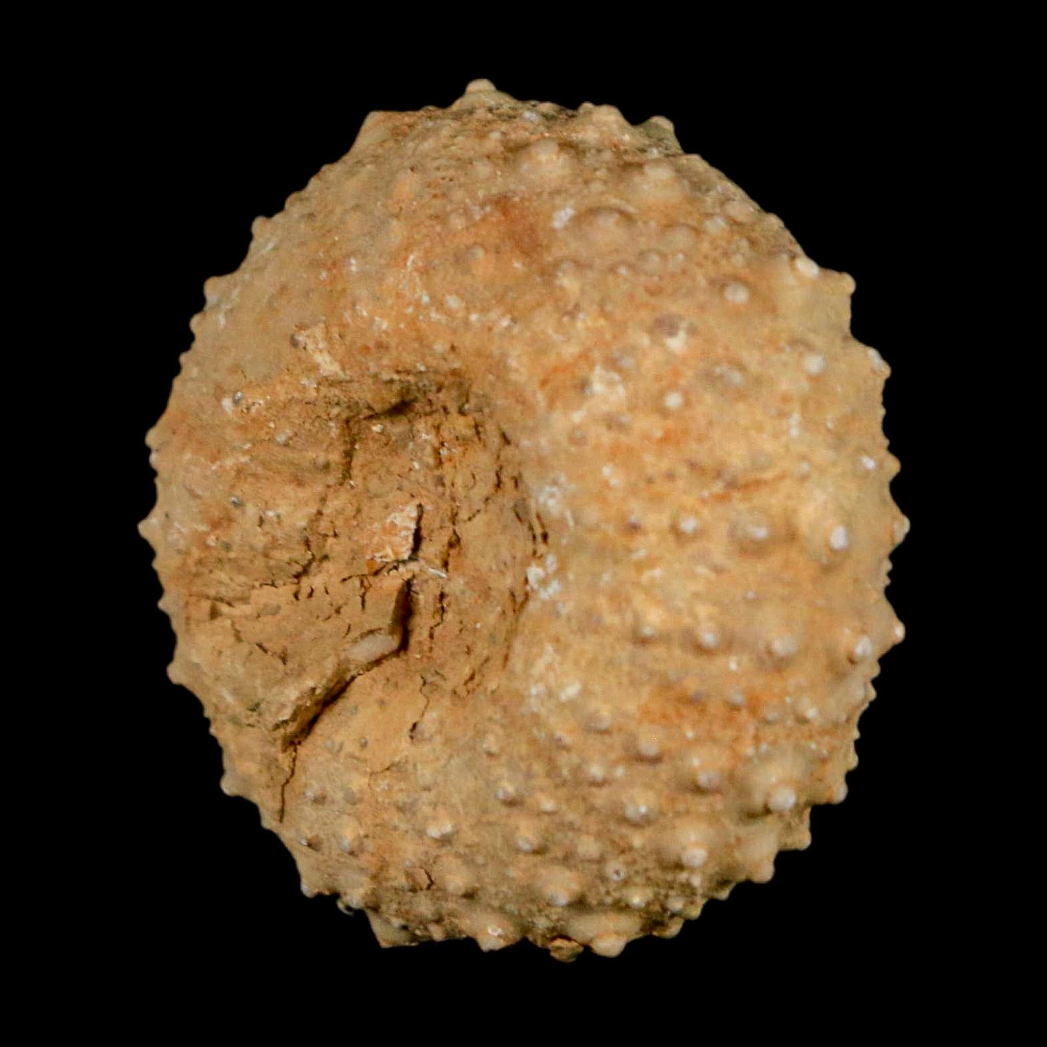 34MM Detailed Fossil Tetragramma Marticense Sea Urchin Echinoid Cretaceous - Fossil Age Minerals