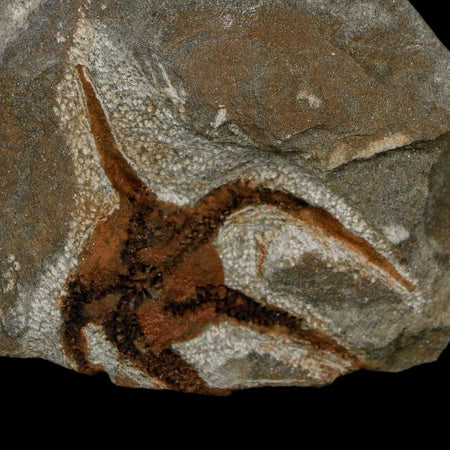 1.8" Brittlestar Ophiura Sp Starfish Fossil Ordovician Age Morocco COA