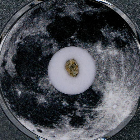 Moon Rock Lunar Meteorite Bechar 003 Algerian Sahara Desert Discovered 2022 COA