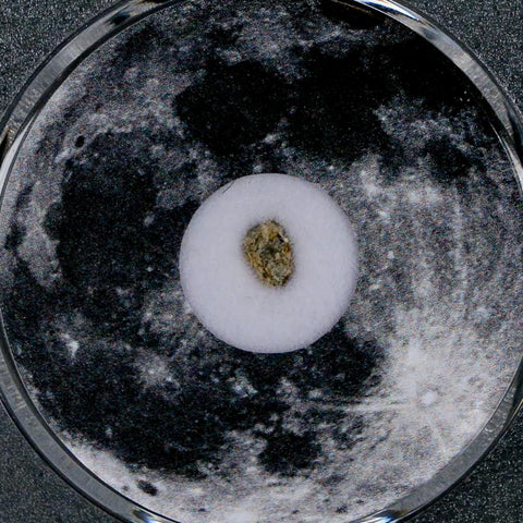 Moon Rock Lunar Meteorite Bechar 003 Algerian Sahara Desert Discovered 2022 COA