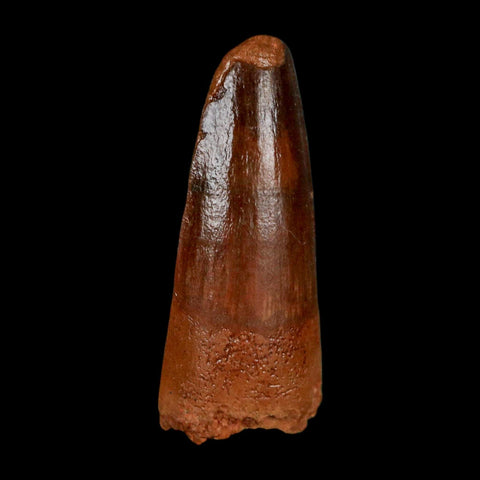 1.4" Spinosaurus Fossil Tooth 100 Million Years Old Cretaceous Dinosaur COA Stand - Fossil Age Minerals