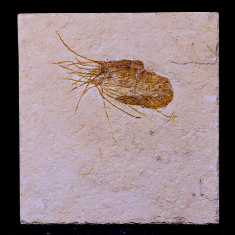 1.5" Fossil Shrimp Carpopenaeus Cretaceous Age 100 Mil Yrs Old Lebanon COA - Fossil Age Minerals