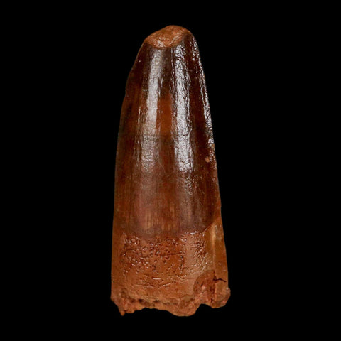 1.4" Spinosaurus Fossil Tooth 100 Million Years Old Cretaceous Dinosaur COA Stand - Fossil Age Minerals