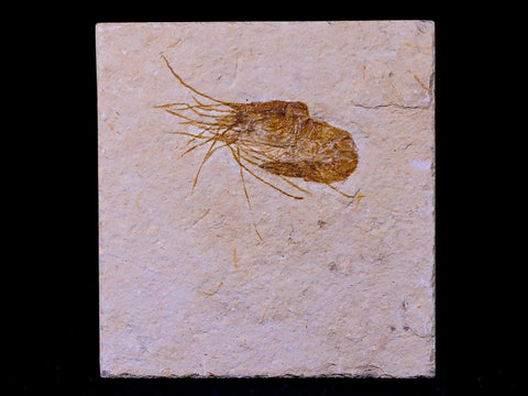 1.5" Fossil Shrimp Carpopenaeus Cretaceous Age 100 Mil Yrs Old Lebanon COA - Fossil Age Minerals