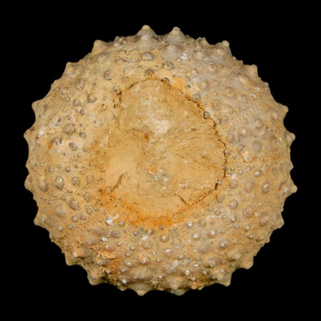 34MM Detailed Fossil Tetragramma Marticense Sea Urchin Echinoid Cretaceous
