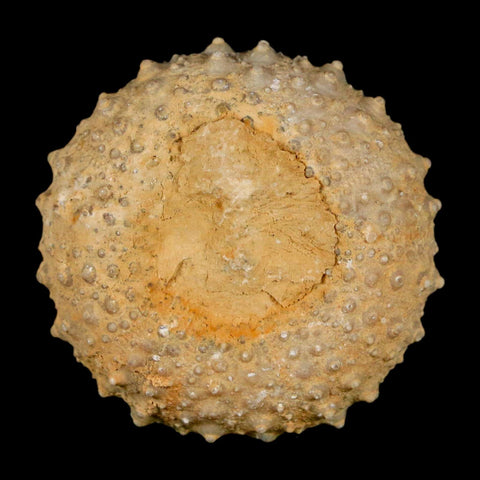 34MM Detailed Fossil Tetragramma Marticense Sea Urchin Echinoid Cretaceous