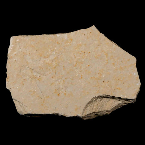1.9" Fossil Shrimp Carpopenaeus Cretaceous Age 100 Mil Yrs Old Lebanon COA - Fossil Age Minerals