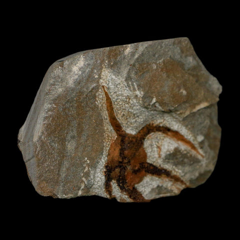 1.8" Brittlestar Ophiura Sp Starfish Fossil Ordovician Age Morocco COA - Fossil Age Minerals