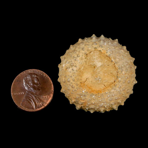 34MM Detailed Fossil Tetragramma Marticense Sea Urchin Echinoid Cretaceous