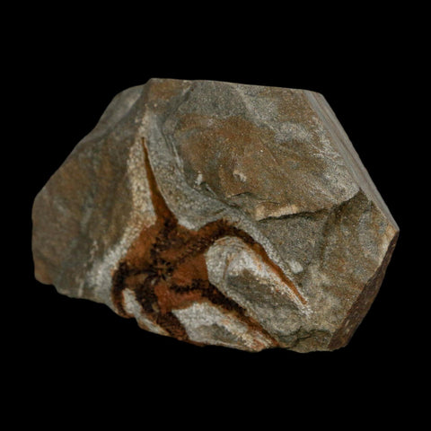 1.8" Brittlestar Ophiura Sp Starfish Fossil Ordovician Age Morocco COA - Fossil Age Minerals