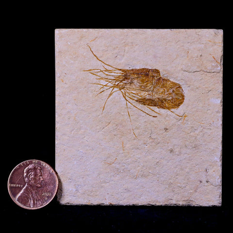 1.5" Fossil Shrimp Carpopenaeus Cretaceous Age 100 Mil Yrs Old Lebanon COA - Fossil Age Minerals