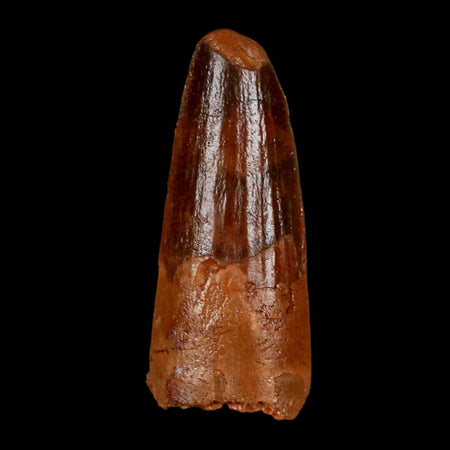 1.4" Spinosaurus Fossil Tooth 100 Million Years Old Cretaceous Dinosaur COA Stand
