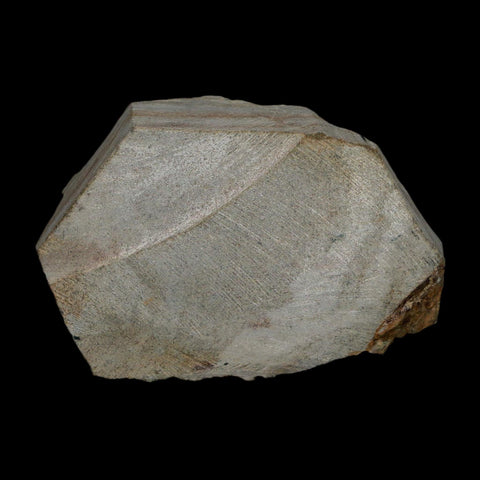 1.8" Brittlestar Ophiura Sp Starfish Fossil Ordovician Age Morocco COA - Fossil Age Minerals