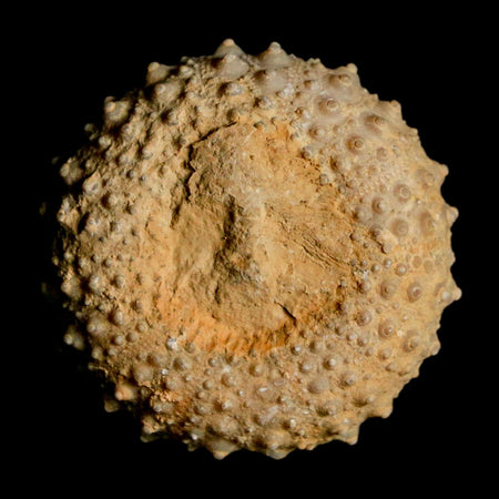 34MM Detailed Fossil Tetragramma Marticense Sea Urchin Echinoid Cretaceous