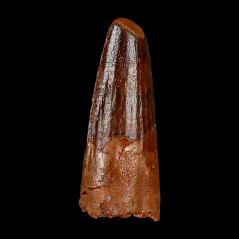 1.4" Spinosaurus Fossil Tooth 100 Million Years Old Cretaceous Dinosaur COA Stand - Fossil Age Minerals