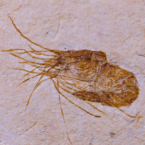 1.5" Fossil Shrimp Carpopenaeus Cretaceous Age 100 Mil Yrs Old Lebanon COA - Fossil Age Minerals