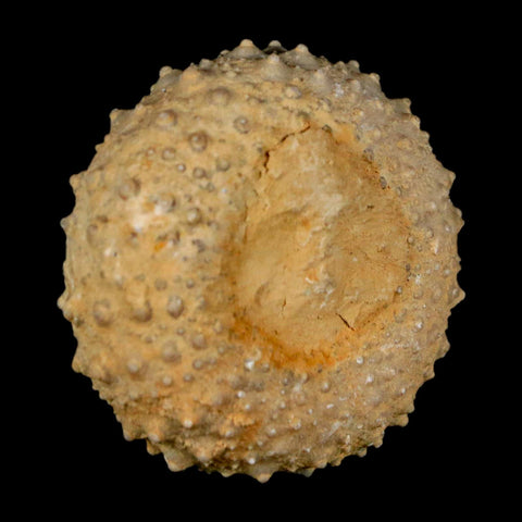 34MM Detailed Fossil Tetragramma Marticense Sea Urchin Echinoid Cretaceous