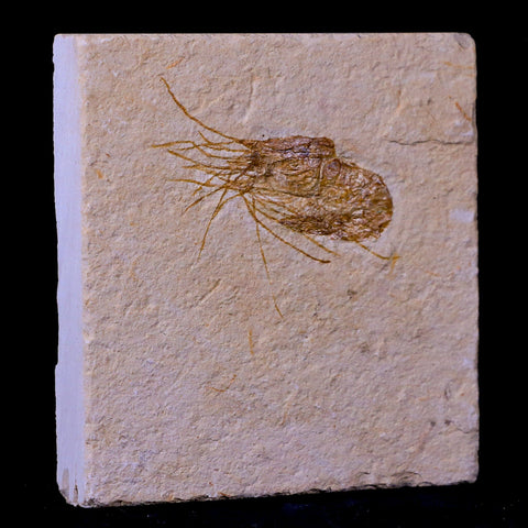 1.5" Fossil Shrimp Carpopenaeus Cretaceous Age 100 Mil Yrs Old Lebanon COA - Fossil Age Minerals