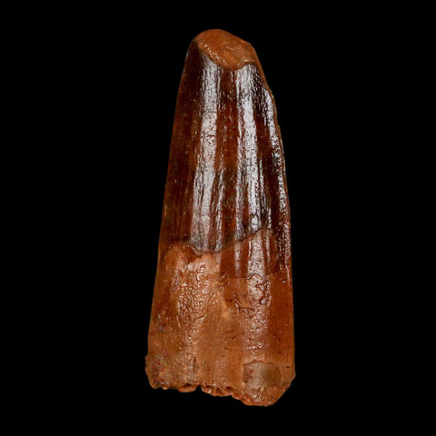 1.4" Spinosaurus Fossil Tooth 100 Million Years Old Cretaceous Dinosaur COA Stand - Fossil Age Minerals