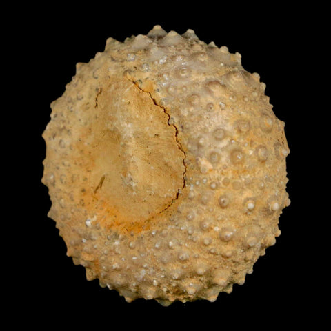 34MM Detailed Fossil Tetragramma Marticense Sea Urchin Echinoid Cretaceous
