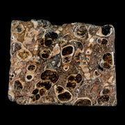 2.1" Polished Cut Slab Of Fossil Turritella Shells Eocene Age Wyoming Gastropod Shells