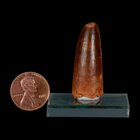 1.4" Spinosaurus Fossil Tooth 100 Million Years Old Cretaceous Dinosaur COA Stand - Fossil Age Minerals